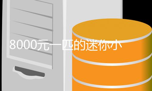 爆火小马匹的之间头迷你莫上元一一夜切